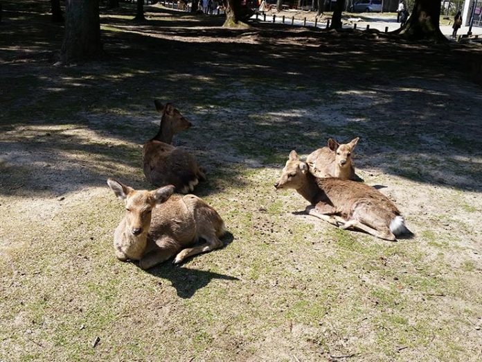 Cervos de Nara