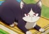 my roommate is a cat