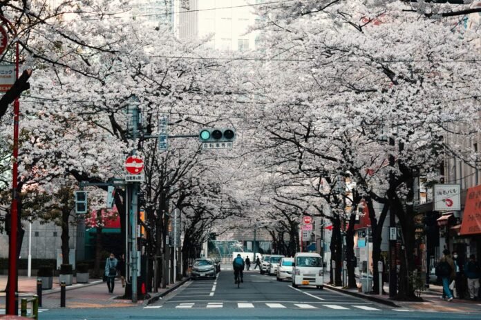 Cerejeiras hanami