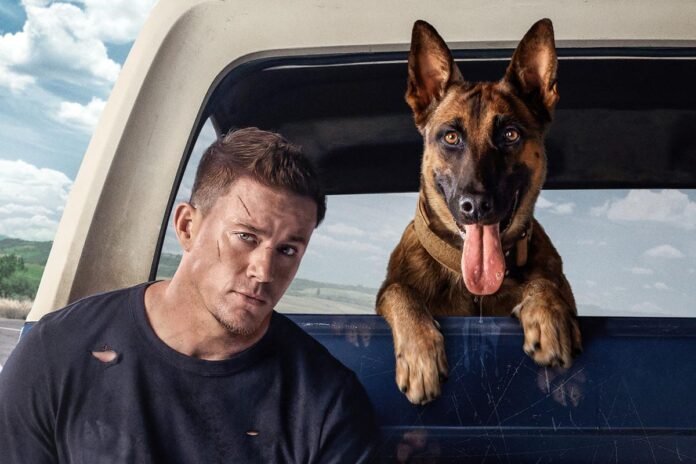 dog a aventura de uma vida