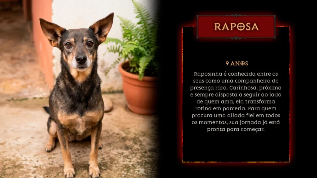 diablo immortal instituto focinho feliz